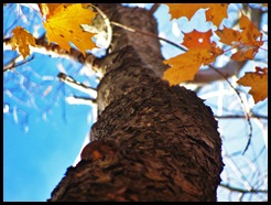 2012 Fall 687 2012 Fall 687