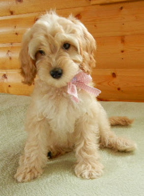 Lovely Bambie female mini Labradoodle.