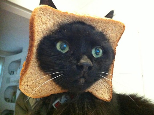 [breaded-cats-5%255B2%255D.jpg]