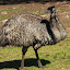 Emu - Hobart, Australia