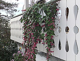 DSCF1952