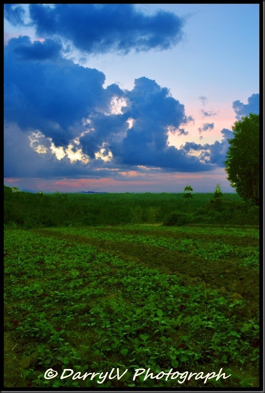 landscape 1