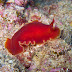 Dendrodoris rubra - Photo (c) DavidR.808, some rights reserved (CC BY-NC-SA)