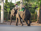 Un elefante in città... figo!