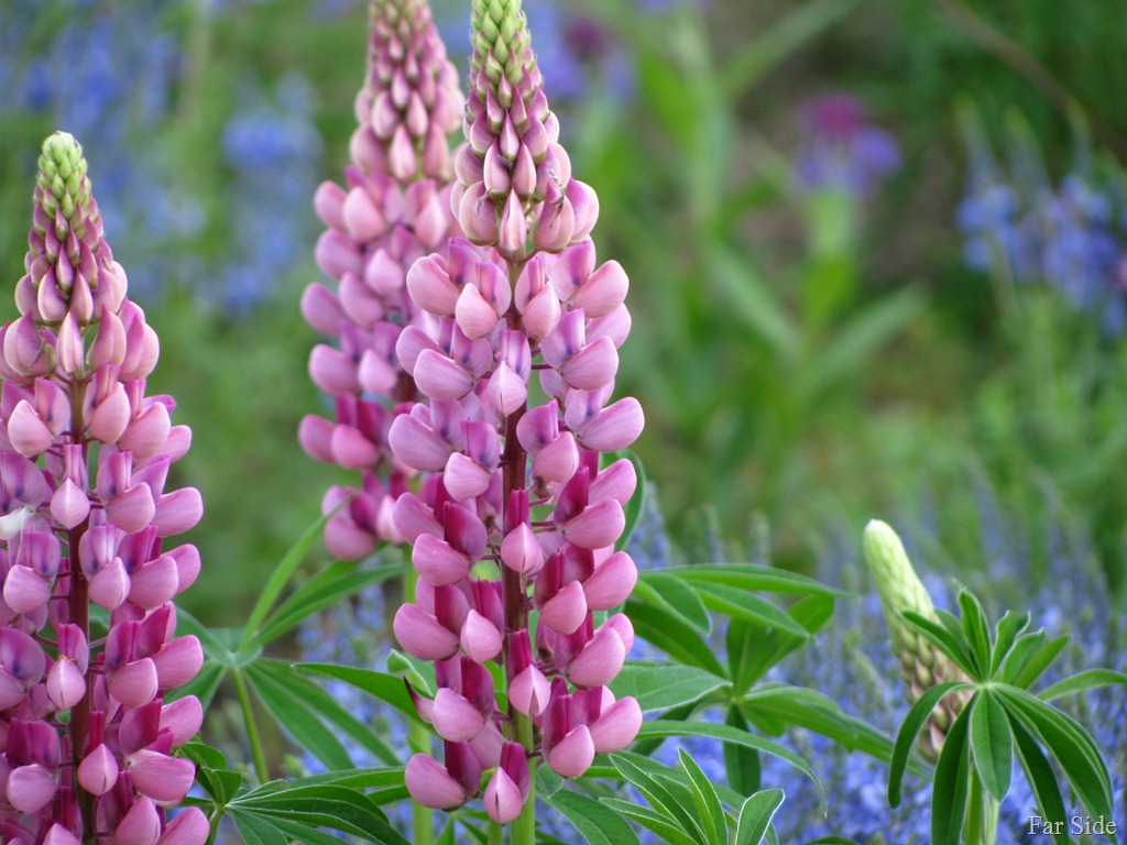 [Lupine%2520and%2520bokeh%255B9%255D.jpg]