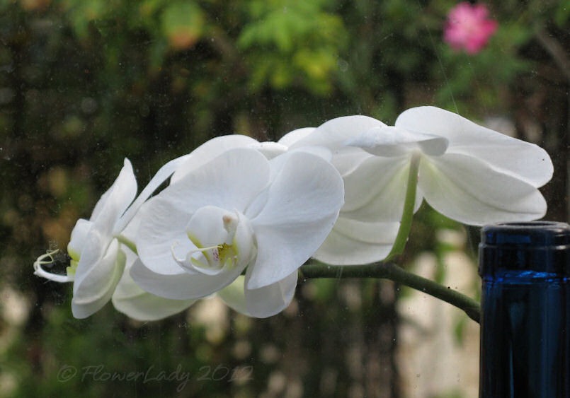 [03-02-nancis-orchids%255B4%255D.jpg]
