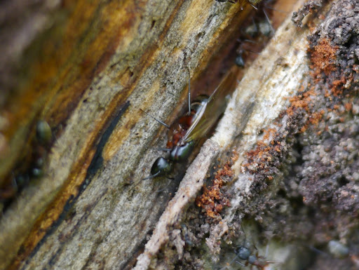 P1040911
