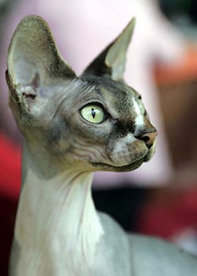 sphynx-01.jpg
