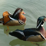 Livingston Ripley Waterfowl Conservancy