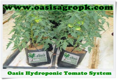 Oasis Hydroponic Tomato System
