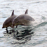 NZ Cruise - North Island