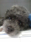 OZZY
Viejito precioso, tranquilo y amoroso, se está recuperando  es muy lindo y obediente.