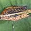 seychelles_20.jpg