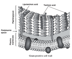 Gram positive Cell wall