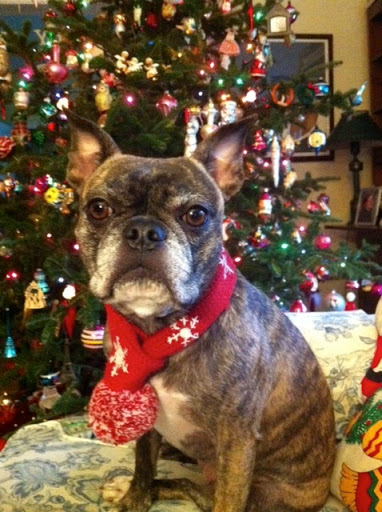 Erika F. dressed Daisy in quite a fetching scarf!