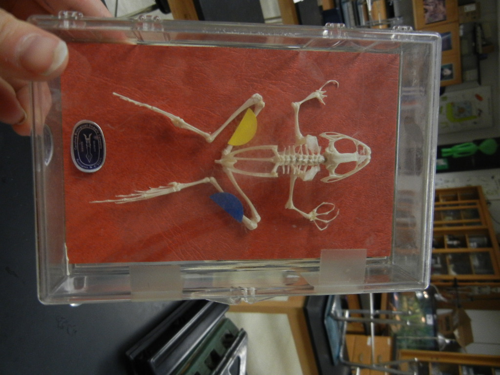 Frog Dissection, Labeled Images The Biology Corner