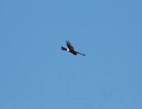 Northern Harrier zipping by us close
