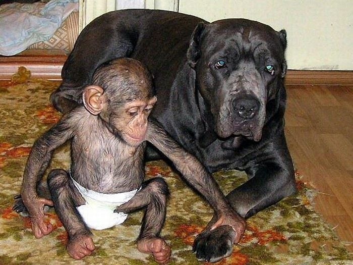 [Chimpanzee%2520Adopted%2520By%2520a%2520Mastiff%2520021%255B4%255D.jpg]