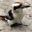 A Laughing Kookaburra at Kangaroo Island - Adelaide, Australia