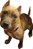 Read about Sarah's sweet Mocha- the inspiration for Rescue Chocolate.