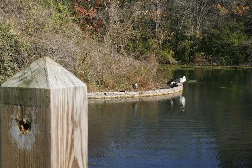 The bridges aren't the only structures that will be given attention. The walls that line the lake as well as the lake floor will also be restructured to help water flow in a more environmentally. (Photo By: Kenrick Nobles)
