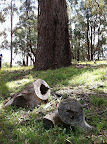 Dec 3 - Old Messmate (Stringybark) Tree