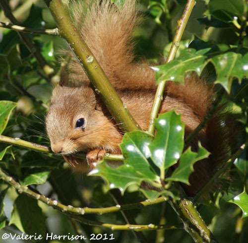 [red-squirrel-and-tick%255B2%255D.jpg]