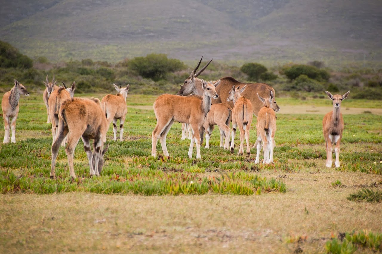 Springbok