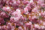 DSC_0756.JPG
