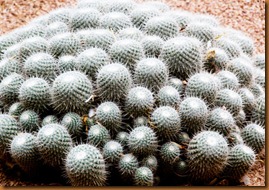 Marrakech Majorelle cactus_edited-1 Marrakech Majorelle cactus_edited-1