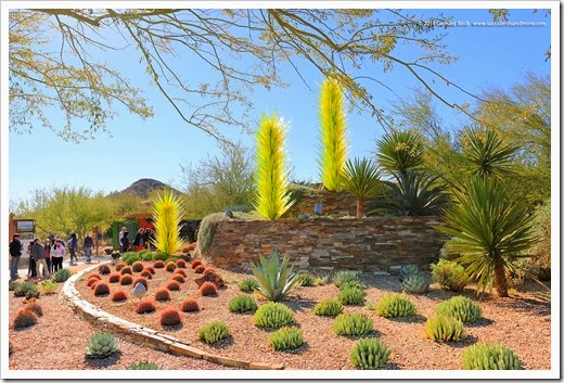 Succulents And More Desert Botanical Garden Phoenix Az Part 1