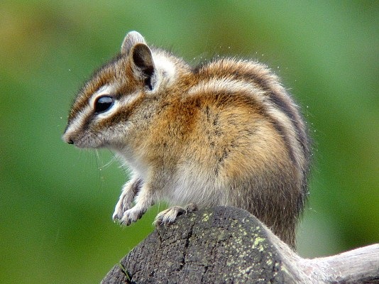 [nature%2520%25285%2529%255B3%255D.jpg]