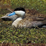 Arica - Parque Nacional Lauca (58 de 48).jpg