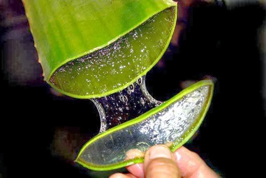 aloe inside