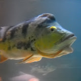 Album weergeven