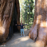 "Cicatriz" na árvore à esquerda - Giant Forest -  Sequoia e Kings Canyon NP, California. EUA