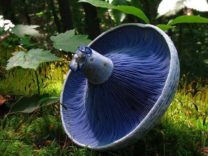 [Mlechnik%2520blue%255B4%255D.jpg]