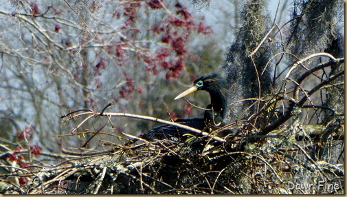 Magnolia Plantation_442