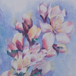 Spring Cherry Blossoms, colored pencil, copyright Rose Welty Colored Pencil Drawing of Cherry Blossoms