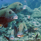 Oriental sweetlips