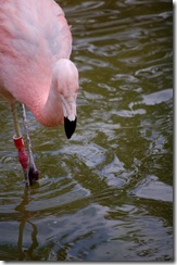 aviary24