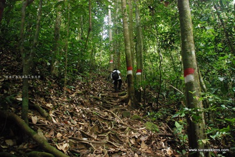 gunung_gading_summit_hike_08