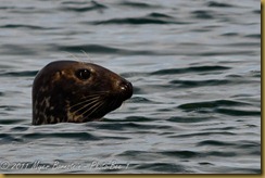 Grey Seal D7K_3432 August 13, 2011 NIKON D7000 Grey Seal D7K_3432 August 13, 2011 NIKON D7000