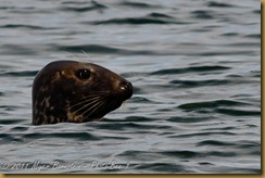 Grey Seal D7K_3432 August 13, 2011 NIKON D7000