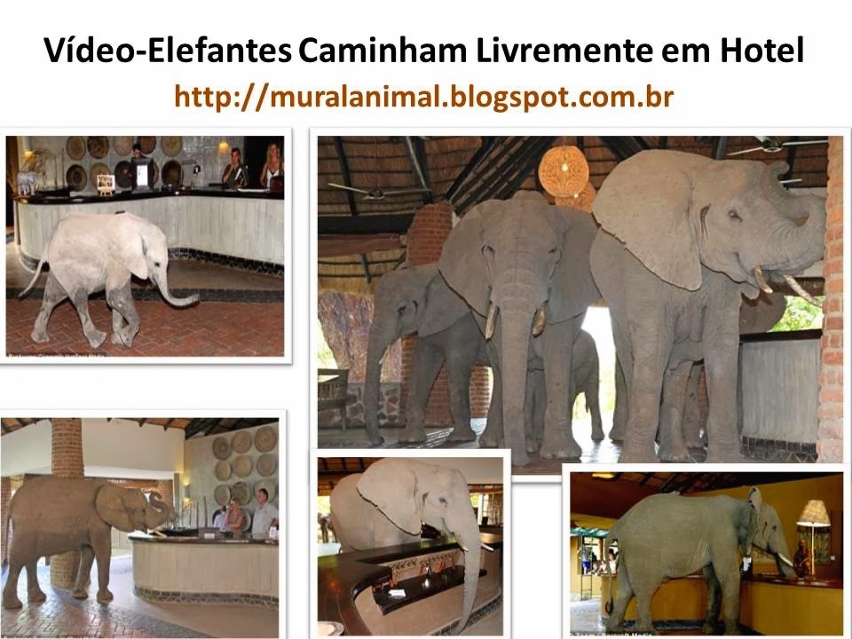 [V%25C3%25ADdeo-Elefantes%2520Caminham%2520Livremente%2520em%2520Hotel%255B3%255D.jpg]
