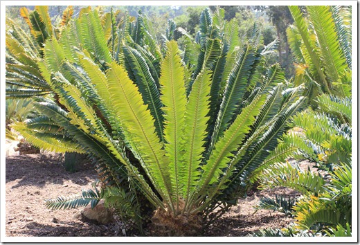 130403_Lotusland_Encephalartos-transvenosus_01