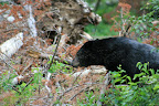 glacier_national_park_-_2009