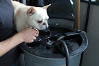 Step 1 – Fill the tank with water to the appropriate gallon marker. There, that looks about right. Now turn it on and aerate for 30 minutes to allow any chlorine to escape from treated water. Step 1 – Fill the tank with water to the appropriate gallon marker. There, that looks about right. Now turn it on and aerate for 30 minutes to allow any chlorine to escape from treated water.