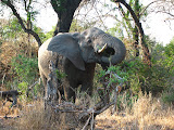 An elephant. South Africa - 502.jpg