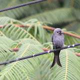Ashy Drongo (Dicrurus  leucophaeus)